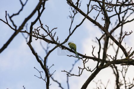 A band-tailed parakeet as a neozoon on the bare branches of a tree in the Dutch city of Delft