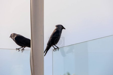 Two jackdaws sitting on a glass wall on the beach in the Dutch town of Bergen aan Zee