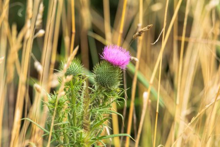 The purple flower of a spiny milk thistle in the grass