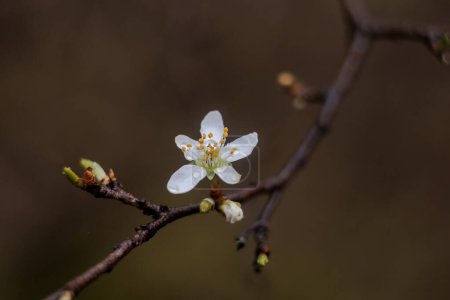 Flores de una planta de espino en una mañana de primavera en Siebenbrunn cerca de Augsburgo, Alemania