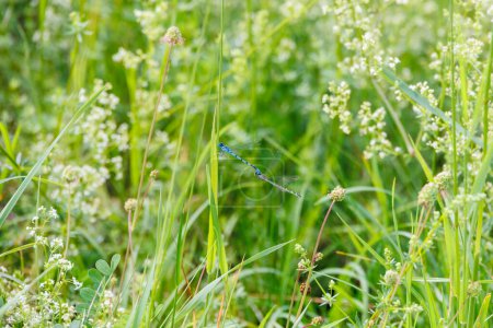 marsh bluet  hidden in the flowers of the white bedstraw in a meadow
