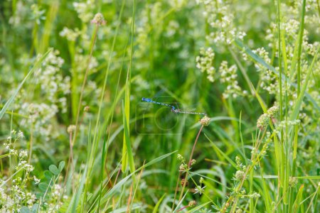 marsh bluet  hidden in the flowers of the white bedstraw in a meadow