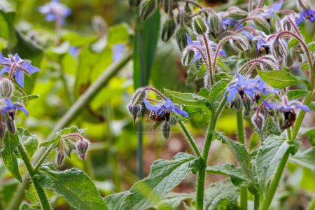 A bee and insects sit on the blue flowers of a borage plant in the garden