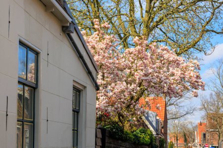 Ein blühender Magnolienbaum in einer Straße in der niederländischen Stadt Edam