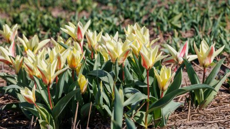 weiß-rote Tulpen im Frühling in den Niederlanden, Limmen, 28.3.2024