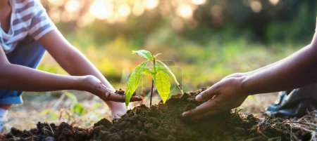 Baum im Garten pflanzen. Konzept rettet die grüne Welt