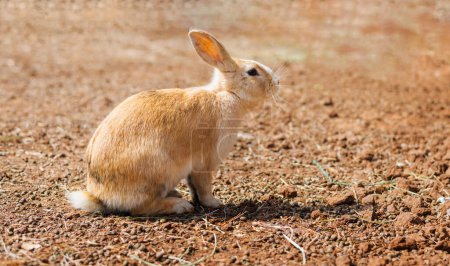 Téléchargez les photos : Rabbit on the farm and sunshine - en image libre de droit