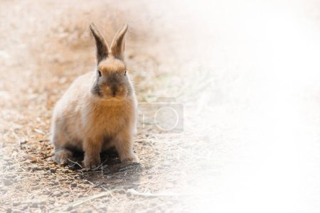 Téléchargez les photos : Rabbit on farm and sunshine - en image libre de droit