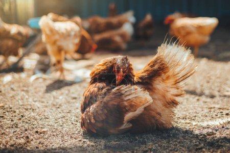 Téléchargez les photos : Red chicken in paddock at farm - en image libre de droit