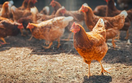 Téléchargez les photos : Red chicken walking in paddock at farm - en image libre de droit