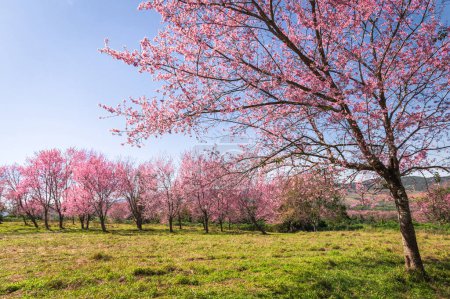 Téléchargez les photos : Branch wild Himalayan cherry flower blossom at phu lom lo mountain Thailand - en image libre de droit