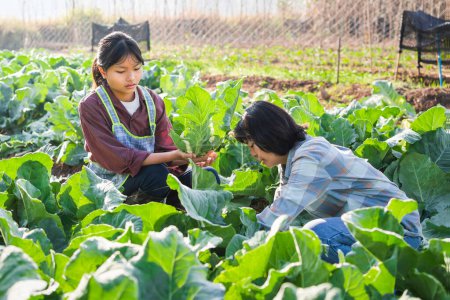 Téléchargez les photos : Two women picking vegetables in garden - en image libre de droit