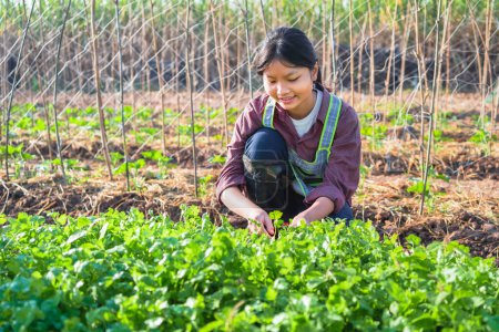 Téléchargez les photos : Women picking vegetables in garden - en image libre de droit
