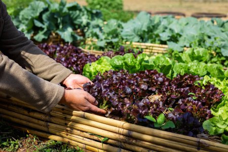 Téléchargez les photos : Close up hand woman picking vegetable from  garden - en image libre de droit