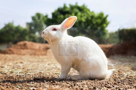 Téléchargez les photos : Rabbit on the farm and sunshine - en image libre de droit