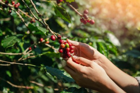 Téléchargez les photos : Gros plan main agriculture ramassage grain de café cru sur l'arbre dans la ferme - en image libre de droit