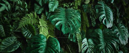 Foto de Closeup green leaf dark nature concept. tropical leaf - Imagen libre de derechos