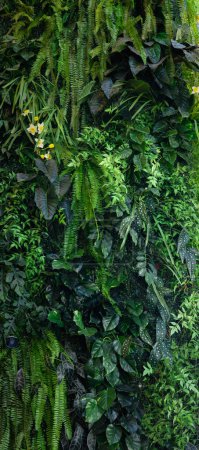 Téléchargez les photos : Gros plan vert feuille sombre nature concept. feuille tropicale - en image libre de droit
