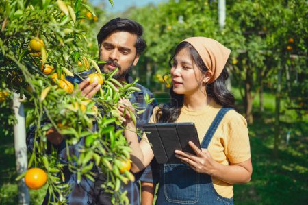 Téléchargez les photos : Couple jardinier travaillant dans une ferme orange et utilisant une tablette numérique avec biotechnologie examinant l'orange sur l'arbre - en image libre de droit