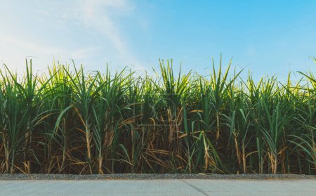 Téléchargez les photos : Canne à sucre poussant dans les champs au lever du soleil - en image libre de droit