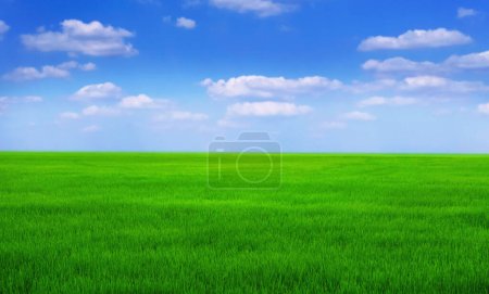 Téléchargez les photos : Champ d'herbe verte avec ciel bleu ad nuage blanc. nature paysage fond - en image libre de droit
