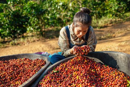 Téléchargez les photos : Asiatique femme ramassage cru grain de café à la ferme - en image libre de droit