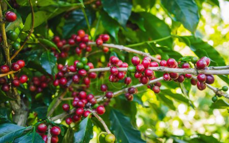 Téléchargez les photos : Les grains de café frais sont sur les arbres à la ferme prêts pour les harves - en image libre de droit
