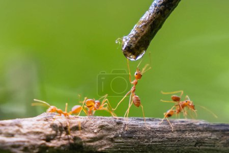 Téléchargez les photos : Groupe de fourmis sont l'eau potable d'un ruisseau. Concept de communauté et de coopération entre les fourmis qui travaillent ensemble pour étancher leur soif - en image libre de droit