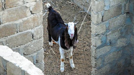 Foto de Una linda cabra te está observando desde lejos, esperando conseguir algo de comida.. - Imagen libre de derechos