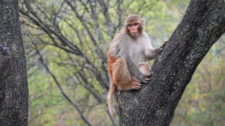 Foto de Mono en el árbol. Animales salvajes... paisaje al atardecer. Shakarparian Park, Islamabad, Pakistán. Viajes - Imagen libre de derechos