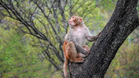 Foto de Mono en el árbol. Animales salvajes... paisaje al atardecer. Shakarparian Park, Islamabad, Pakistán. Viajes - Imagen libre de derechos