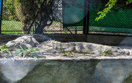 Photo for Dangerous crocodile resting at the zoo. - Royalty Free Image