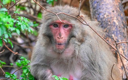 Foto de Hermoso retrato de mono curioso con ojos de colores brillantes mirando en la cámara. Fotografía de vida silvestre - Imagen libre de derechos