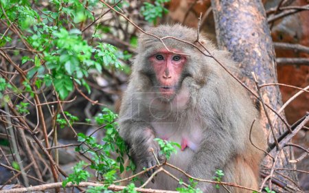 Foto de Mono en el árbol. Animales salvajes.. Paisaje al atardecer. - Imagen libre de derechos