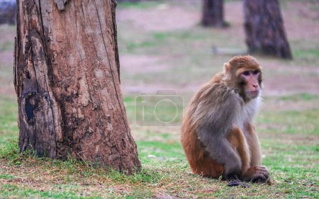 Photo for Monkey sitting on the grass . Wild Animals.. Landscape at dusk. - Royalty Free Image