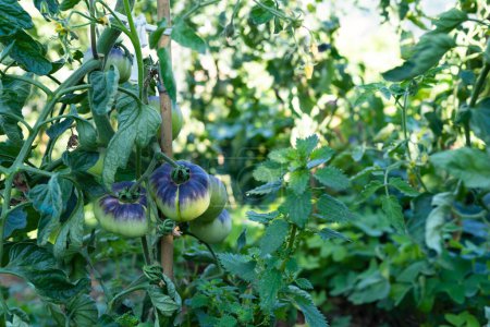Photo for Vegetable garden with tomato plants with harvest of the blue sea variety. Green tomato fruits. Copy space. - Royalty Free Image
