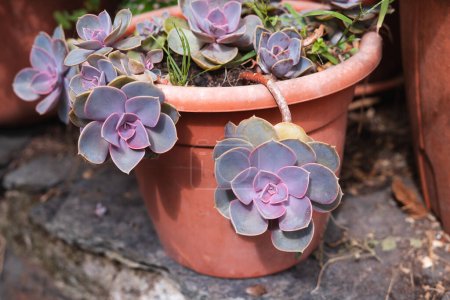 Téléchargez les photos : Purple leafy succulent plants hanging in pot . Copy space. - en image libre de droit