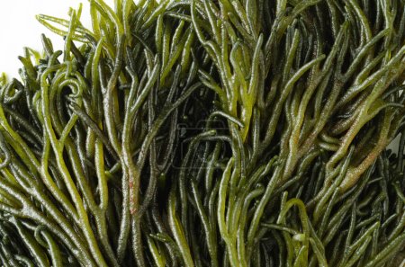 Téléchargez les photos : Codium fragile. Algues vertes originaires du Japon, gros plan. Macro photographie. - en image libre de droit