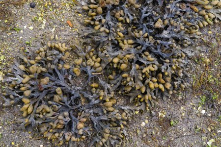 Téléchargez les photos : Fucus spiralis. Brown algae on the sand of the beach. Copy space. Top view. - en image libre de droit