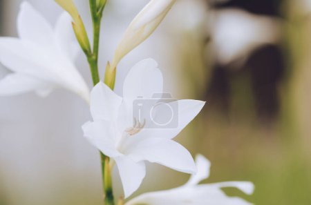 Téléchargez les photos : Watsonia fleur blanche. Photo sur fond naturel. - en image libre de droit