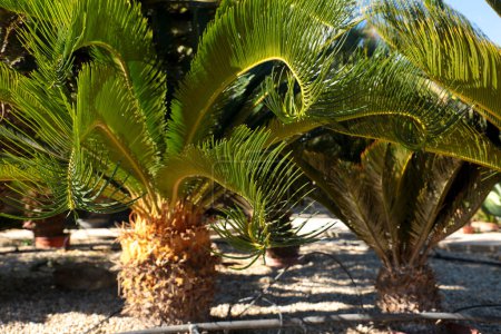 Téléchargez les photos : Cycas Revoluta plante sous le soleil dans le jardin au printemps - en image libre de droit