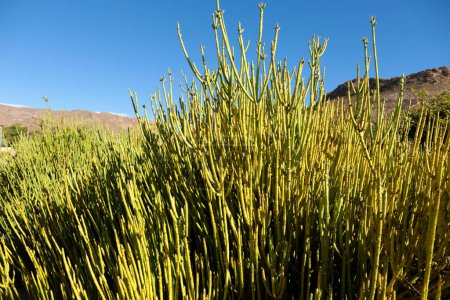 Photo for Ephedra Viridis Coville plant in the garden under the sun - Royalty Free Image