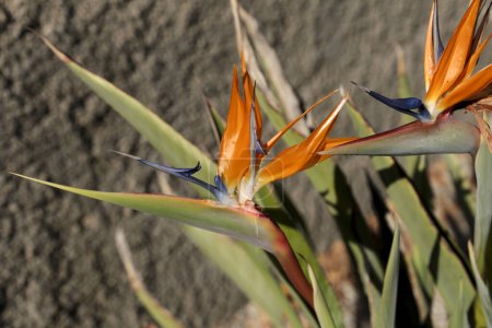 Photo for Bird of Paradise flower in a garden in Elche, Spain - Royalty Free Image