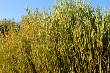 Photo for Ephedra Viridis Coville plant in the garden under the sun - Royalty Free Image