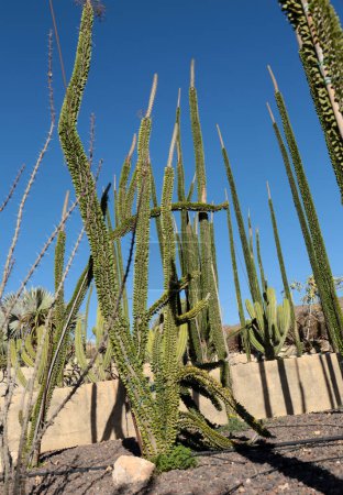 Téléchargez les photos : Alluaudia procera cactus plante dans un jardin à Almeria, Espagne - en image libre de droit