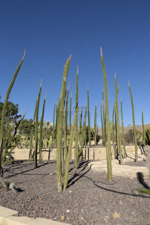 Téléchargez les photos : Alluaudia procera cactus plante dans un jardin à Almeria, Espagne - en image libre de droit