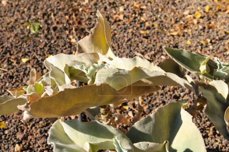 Téléchargez les photos : Kalanchoe Beharensis plante dans le jardin sous le soleil à Nijar, Almeria, Espagne - en image libre de droit