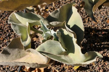 Téléchargez les photos : Kalanchoe Beharensis plante dans le jardin sous le soleil à Nijar, Almeria, Espagne - en image libre de droit