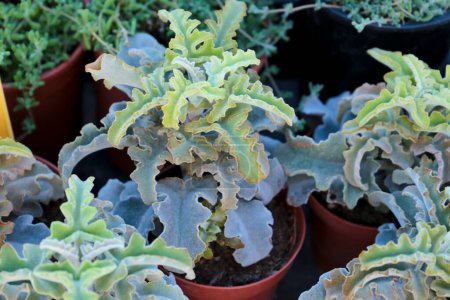 Téléchargez les photos : Belle Kalanchoe Beharensis Drake plantes succulentes dans le jardin - en image libre de droit