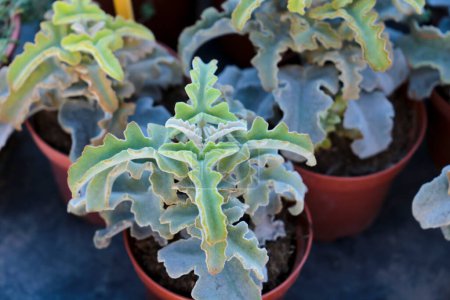 Téléchargez les photos : Belle Kalanchoe Beharensis Drake plantes succulentes dans le jardin - en image libre de droit